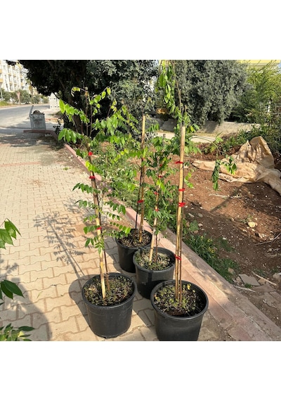 20 Lt Saksıda Meyve Verir Durumda Carambola Yıldız Meyvesi Fidanı