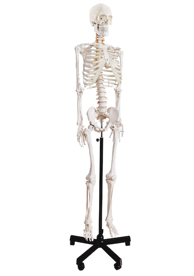 Gerçek Boyutlarında İnsan İskeleti Modeli, Sinir Sistemli -180 Cm - İskelet Maketi 01