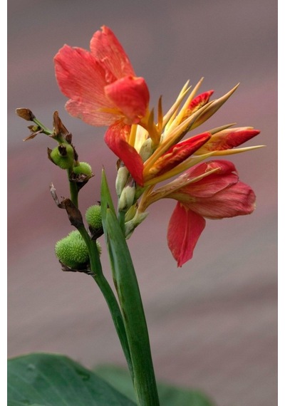 Canna Kana Zambağı Tespih Çiçeği Fidanı 10-20 Cm