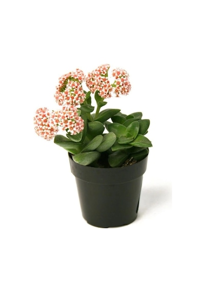 Crassula Springtime 5 Adet