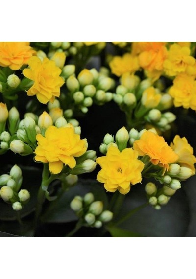 Kalanşo Çiçeği Kalanchoe 10 Adet Sarı