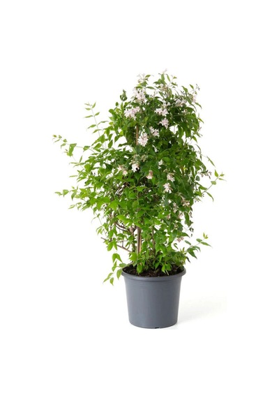 Mis Kokulu Klasik Yasemin Çiçeği 1 Adet Saksılı/tüplü 30-60cm Jasminum