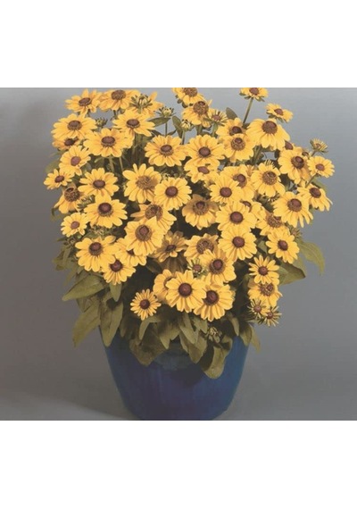Rudbekya Çiçeği Tohumu Dalgalı Bodur Sarı Kırmızı Renkli - 5 Tohum