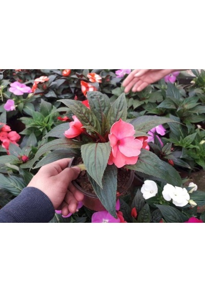 Cam Güzeli Çiçeği -impatiens Walleriana - Kırmızı 10 Adet