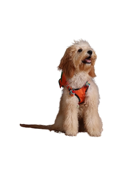 Design, Turuncu, Çantalı Göğüs Tasması, Köpek Sırt Çantası 2 Si 1 Arada Göğüs Tasması Fonksiy