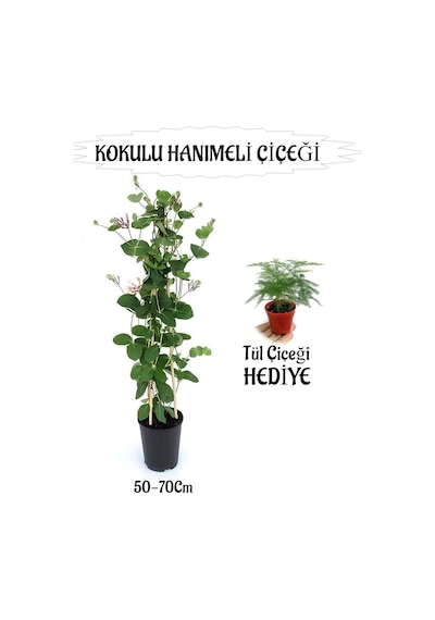 Mis Kokulu Hanımeli Çiçeği 1 Adet+tül Kuşkonmaz Çiçeği Peyzaj Seti