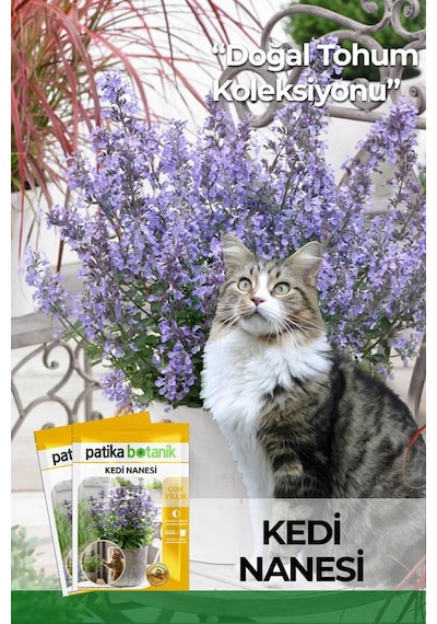 100 Adet Kedi Nanesi Çiçek Tohumu