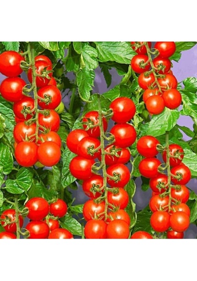 Domates Cherry Çeri Tohumu 100+ Adet Tohum Balıkesir