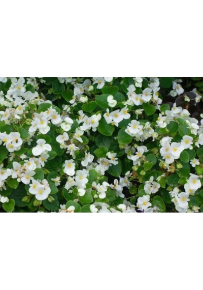 Çok Avantajlı Beyaz Begonya Çiçeği 30 Cm Saksılı