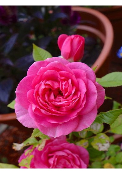 Videolu Yediveren Kokulu Katmerli Pembe Gül Fidanı 1adet Saksılı/tüplü 30-55 Cm Pink Rose