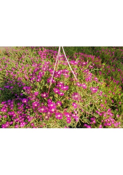 Acem Halısı Pembe Renkli 5 15 Cm 1 Adet Saksılı/tüplü Bahçe Bitkisi