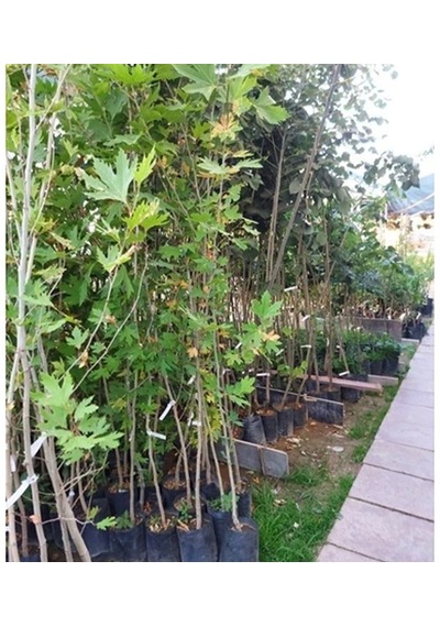Çınar Fidanı 150-200 Cm Tüplü