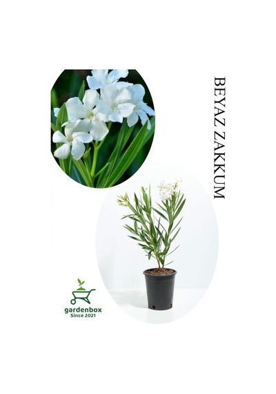 Beyaz Renk Zakkum Çiçeği Fidanı 1adet Saksılı 30-60cm Yaz Bitkisi