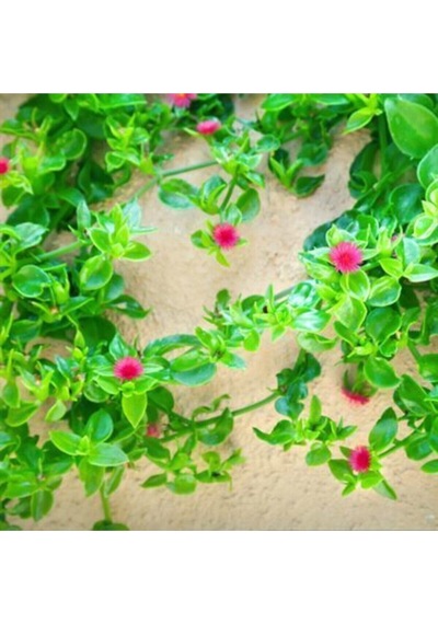 Mezarlık Çiçeği Uzun Ömürlü 10 Adet Tüplü Çiçekli Bodur Bitkiler Columbine Flower