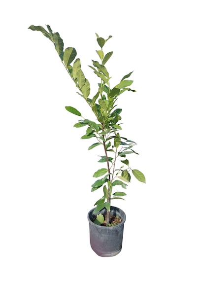 Black Sapote Fidanı 6 Yaş 170 Cm