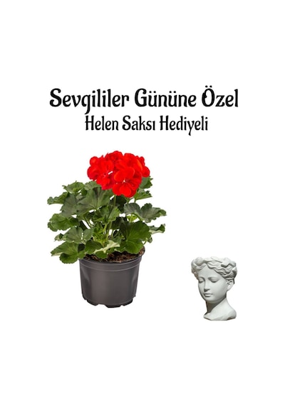 Kadınlar Gününe Özel Kokulu Kırmızı Renk Sardunya Çiçeği Helen Saksı Hediyeli