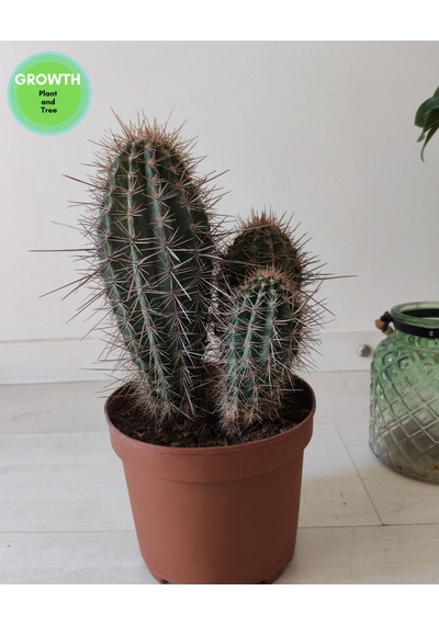 Pachycereus Pringlei Meksika Kaktüsü 1 Adet