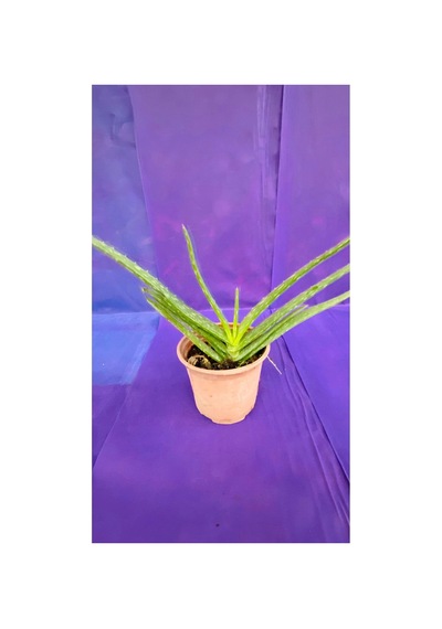Aloe Vera Canlı Bitki