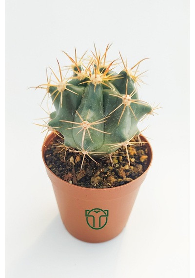 Ferocactus Horridus Kaktüs - 5.5 Cm Saksıda