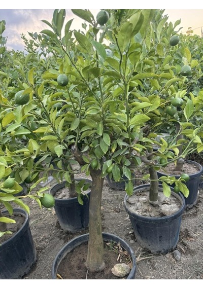 55 Lt Saksıda ,15 Yaş Yetişkin Yediveren Limon Ağacı Boy 150-200 Cm