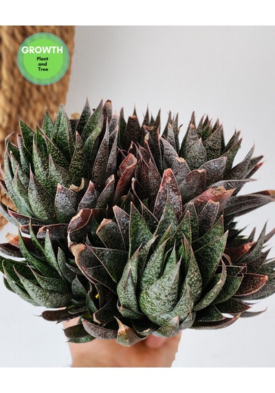 Gasteria Flow Group 1 Adet