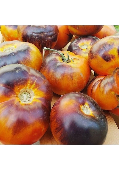 Lucid Gem Domates Tohumu 15 Tohum 1 Paket