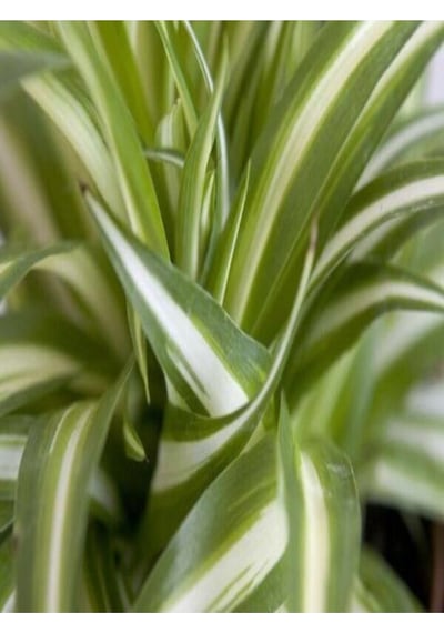 Videolu Kurdele Çiçeği 20-30 Cm Saksılı Çiçekli Bodur Bitkiler Chlorophytum Comosum
