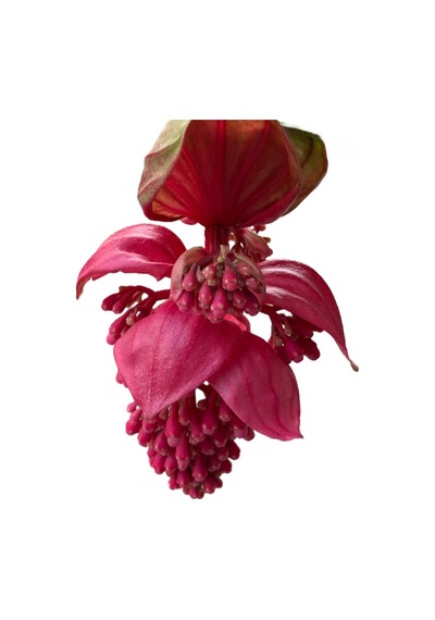 Medinilla Magnifica (Medine Gülü) Ø17 CM Y60-70 CM