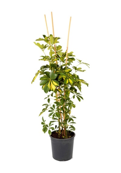 Videolu Alacalı Şeflera 70 100 Cm 1 Adet Saksılı Iç Mekan Bitkisi Schefflera