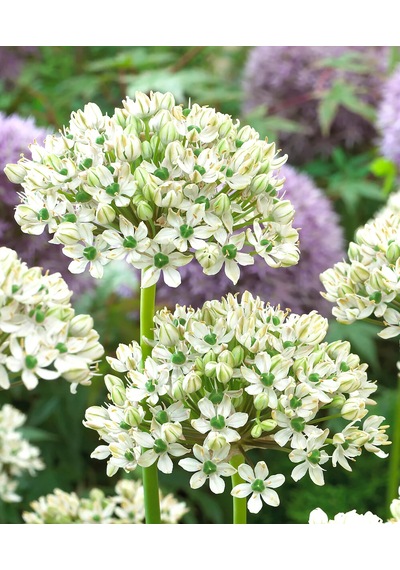 Allium Multibulbosum Lale Soğanı 10 Adet