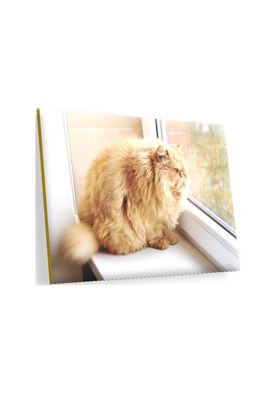 Cakasepetim Pencerede Şişman Kedi Ahşap Mdf Tablo