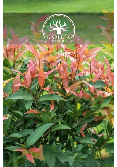 Alev Çalısı Fidanı Çit Bitkisi Photinia 80-90 Cm