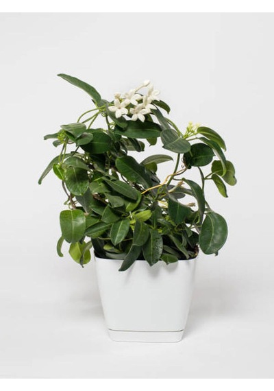 Videolu Mis Kokulu Gardenya 24 45 Cm 1 Adet Saksılı Çiçekli Ofis Iç Mekan Bitkisi Gardenia