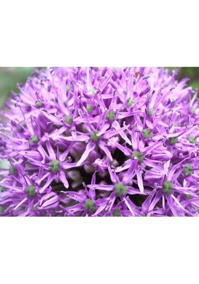 20 Adet Purple Gıant Allıum Tohumu
