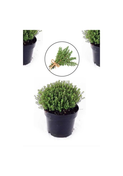 Saksılı Kekik Fidanı 15-25 Cm Büyük Boy Potted Thyme Sapling