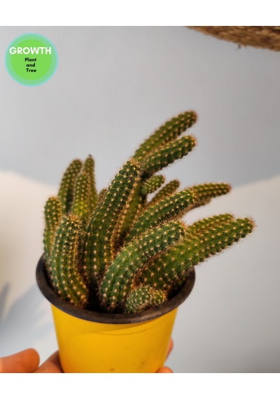 Chamaecereus Silvestrii Kaktüs 1 Adet