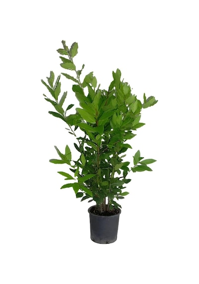 Kokulu Defne Çalısı Fidanı+viburnum Kartopu Çiçeği 2'li Set Saksılı Bahçe Bitkisi