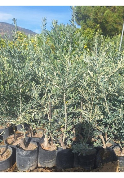 Trilya Zeytin Fidanı 1 Adet Tüplü 50-70cm Bol Verimli Sofralık Zeytin