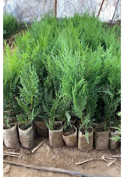 Serada Decor Plant 5 Adet Küçük Torbada Leylandi Fidanı Çit Çamı 15-25cm Soğuğa Dayanıklıdır.
