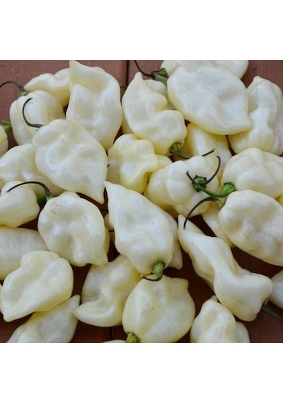 Fatali White Acı Biber Tohumu 15 Adet
