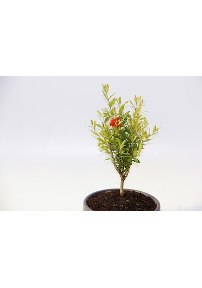 Bonsai Punica Süs Narı - Grey Serisi  6142