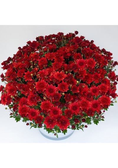Branroyal Scarlet Kasımpatı Çiçeği Fidesi 1 Adet