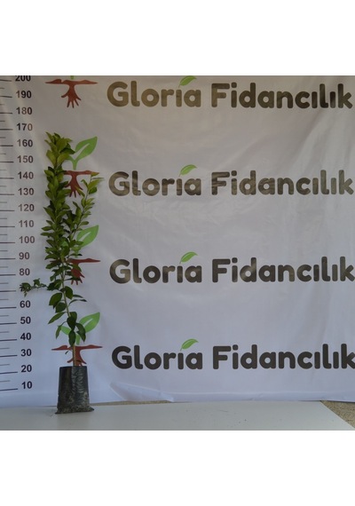 Tüplü Aşılı Mayer Limon Fidanı 2 Yaş 130-160 Cm