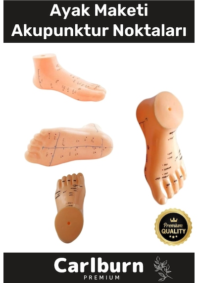 Özel Üretim Kaliteli İnsan Anatomisine Uyumlu Muayene Maket 20cm Ayak Maketi Akupunktur Noktası