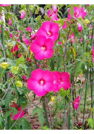Çok Avantajlı Pembe Japon Gülü Çiçeği Fidanı 40 45 Cm 1 Adet Saksılı Camellia Japonica