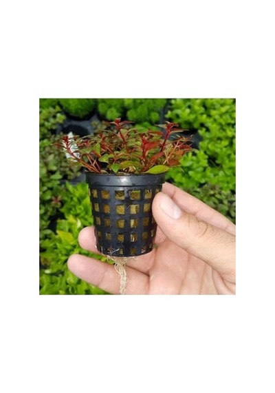 Canlı Bitki Saksısı - Ludwigia Mini Super Red İle Doğal Güzellik