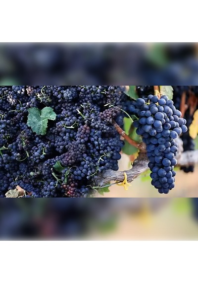 Kokulu Siyah Karadeniz Üzüm Fidanı 50-100 Cm