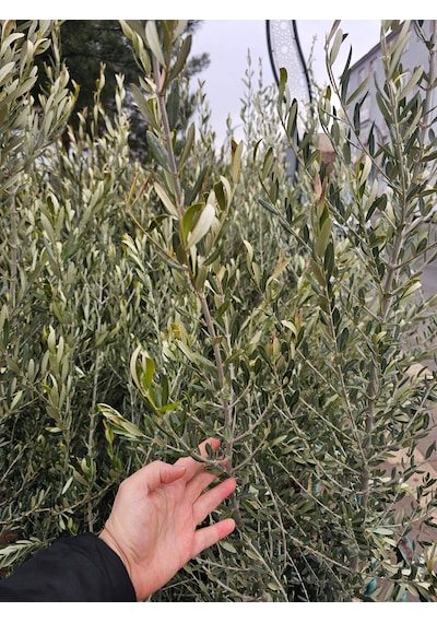 6 Yaş Bursa Gemlik Trilye Zeytin Fidanı Saksılı Büyük Boy