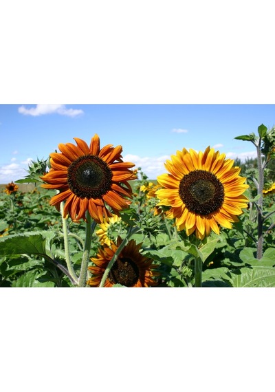 Ayçiçek Tohumu Autumn Beauty Pastel Renkler Helianthus Annuus