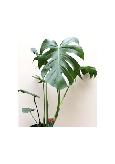 Serada Decor Plant Monstera Deliciosa Deve Tabanı Bitkisi 40-50 Cm İç Mekan Bitkisi Ofis Bitkisi